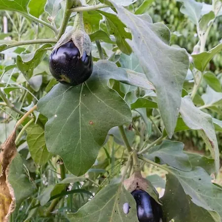 Platanos Semesterbostad