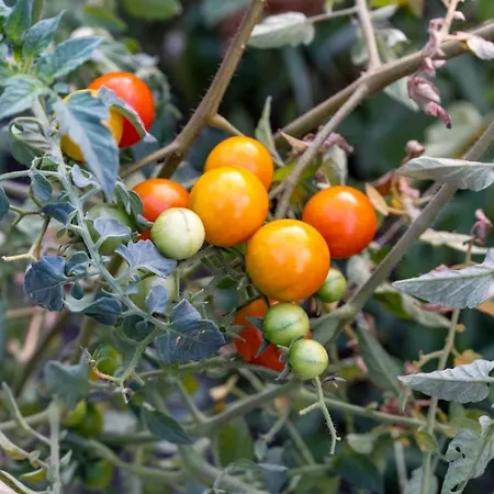 펜션 Platanos 바실리키